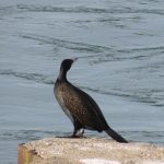 Les bestioles de nos randonnées