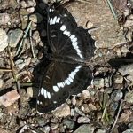 Bestioles de nos randonnées