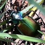 Les bestioles de nos randonnées
